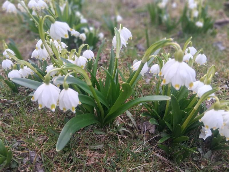 Весна у НПП «Синевир»: парк запрошує побачити перші квіти та пробудження тварин