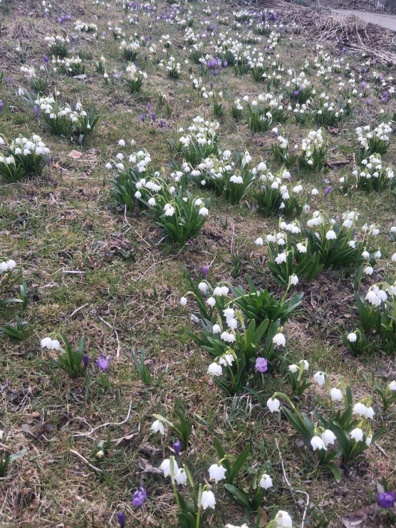 Весна у НПП «Синевир»: парк запрошує побачити перші квіти та пробудження тварин