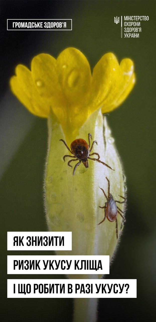 Кліщі активізувалися: що варто знати, щоб уберегтися