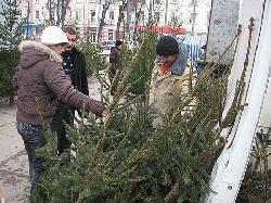 В Ужгороді промарковані ялинки коштують дешевше, ніж звичайні