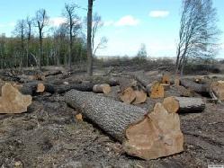 За незаконну вирубку лісу – 4000 гривень хабаря