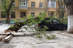 На Закарпатті черз сильний вітер падали дерева