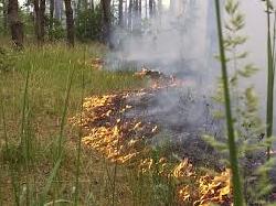 Закарпатська область: горіла суха трава та чагарники  Воловецького "Агролісу"