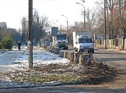 В Ужгороді масово вирубають дерева, не висаджуючи нових