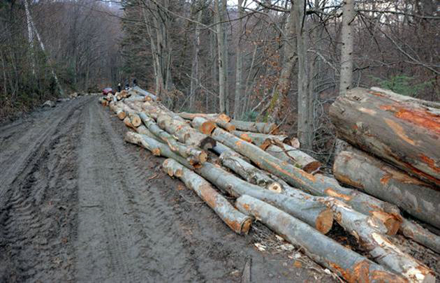 227 посадовців притягнуто до відповідальності  за порушення вимог лісового законодавства - прокуратура