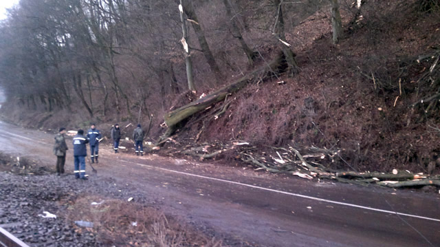 На Перечинщині дерево перекрило автомобільний рух та обірвало електромережу 
