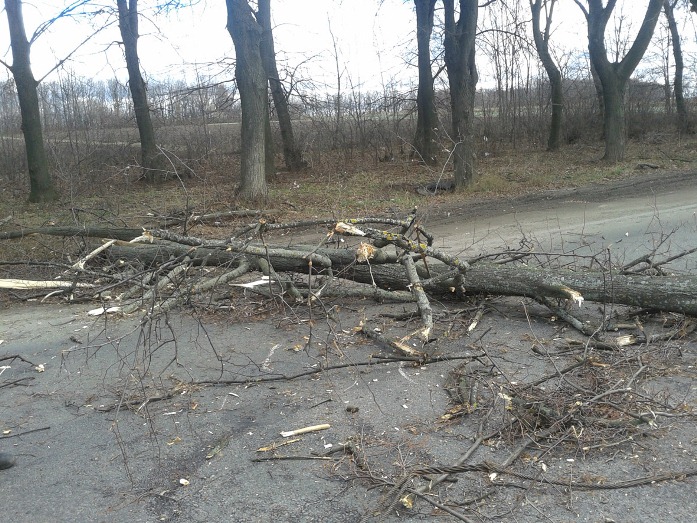 На проїжджу частину автодороги Мукачево-Рогатин впало дерево