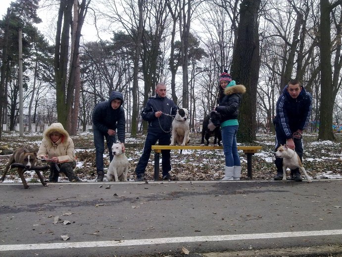 В Ужгороді існує фан-клуб собак-атлетів
