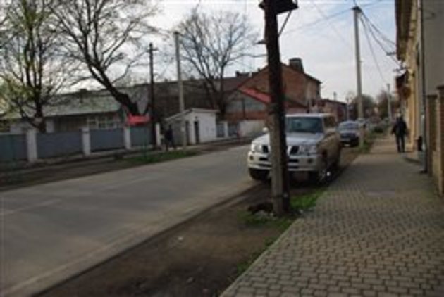 В Ужгороді масово гинуть тварини (фотофакт)