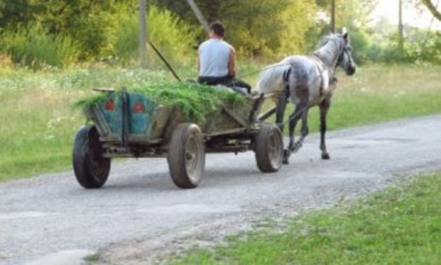 На Берегівщині кінь травмував школяра