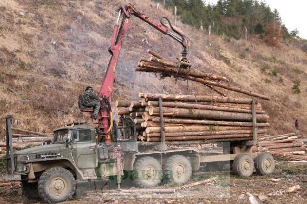 Прокуратура Закарпаття «зайнялась» лісовим господарством Великоберезнянщини