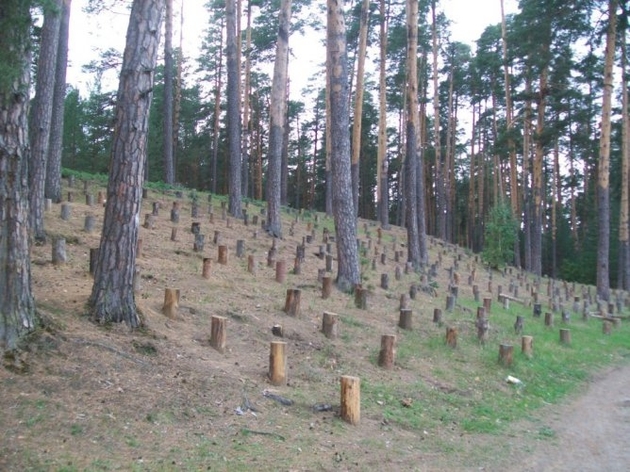 Майже 100 м.куб. самовільно зрубаних дерев виявили на Мукачівщині