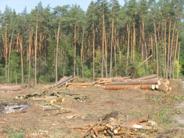 Службова недбалість працівників «лісгоспу» обійшлась державі у 83 тисячі гривень  