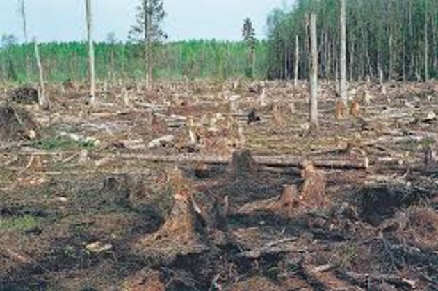 «Зеленим легеням» Закарпаття загрожує вимирання