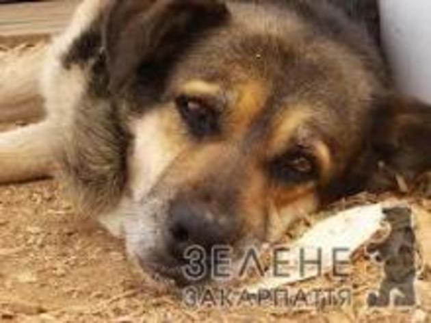 За мукачівського «зооманьяка» пообіцяла взятися міліція