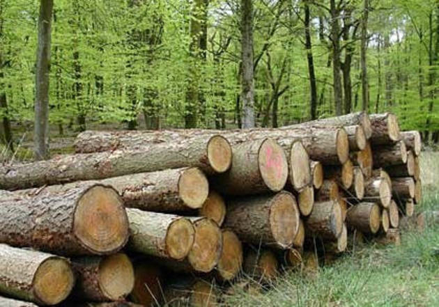 На Закарпатті виявили чергову незаконну вирубку лісу