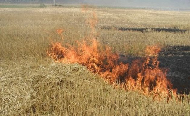На Закарпатті масово горить суха трава