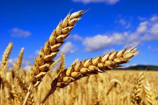 Цьогоріч на Закарпатті поменшає врожаю