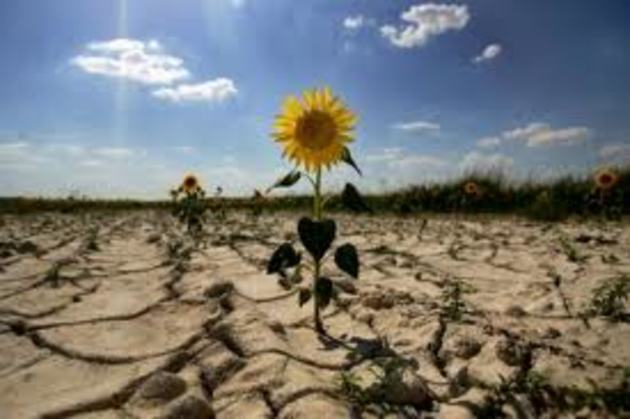 Закарпатські аграрії повідали про піврічні здобутки в сільськогосподарському виробництві краю