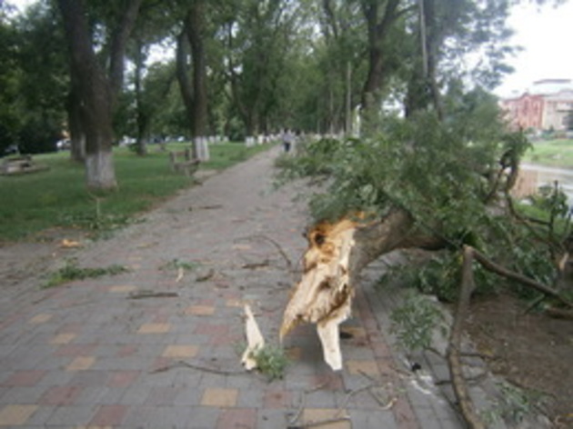 Негода може позбавити ужгородців найстаріших дерев (фото)
