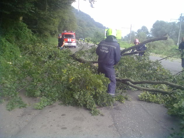 На Перечинщині біля мінералки стався деревопад