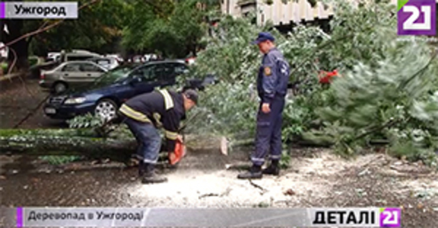  В Ужгороді знову деревопад (відео)