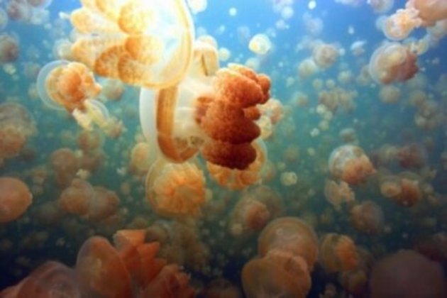 У Берегівському озері Дідове живуть прісноводні медузи