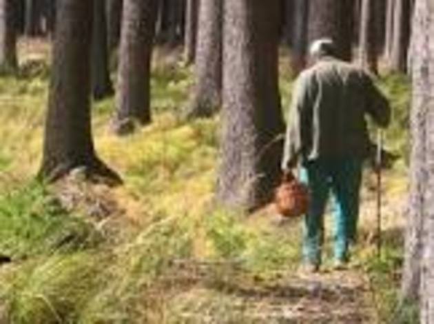 У Синевирській Поляні заблукав грибарь