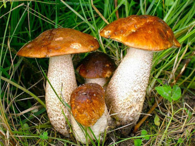 Гриби «завели» мукачівку до Шернборна