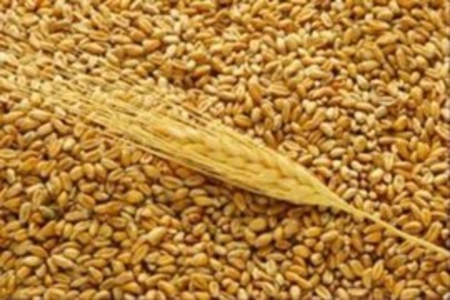 Урожай зернових Закарпаття зменшився втричі