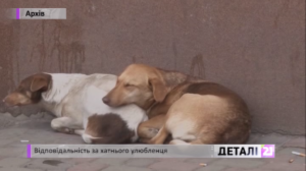 За останні півтора року ужгородські волонтери врятували близько пів сотні собак (відео)