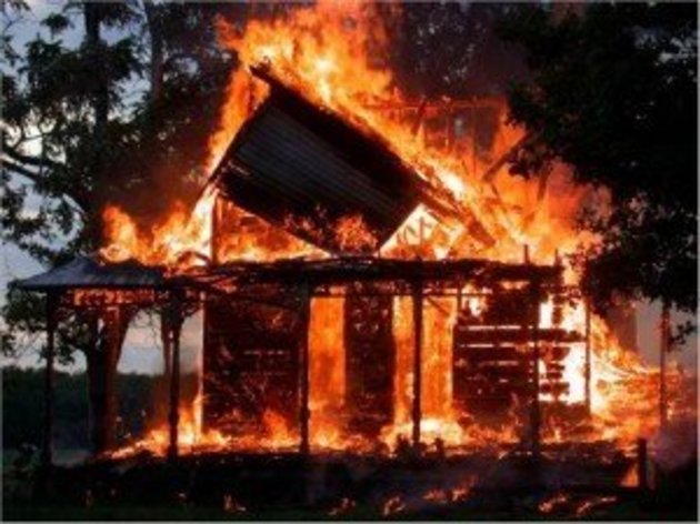 Перші морози змушують «червоного півня» вийти на полювання