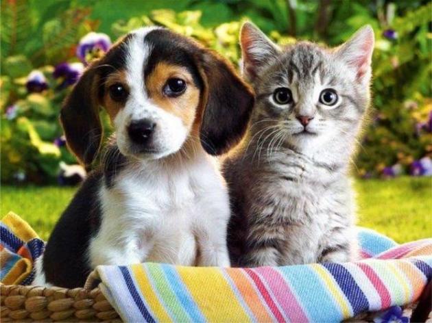 Найдорожчі коти й собаки Закарпаття (фото)