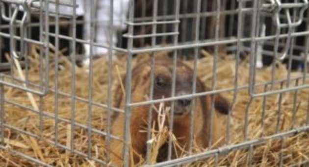 Бабак, який живе неподалік від Закарпаття, навіщував ранню весну
