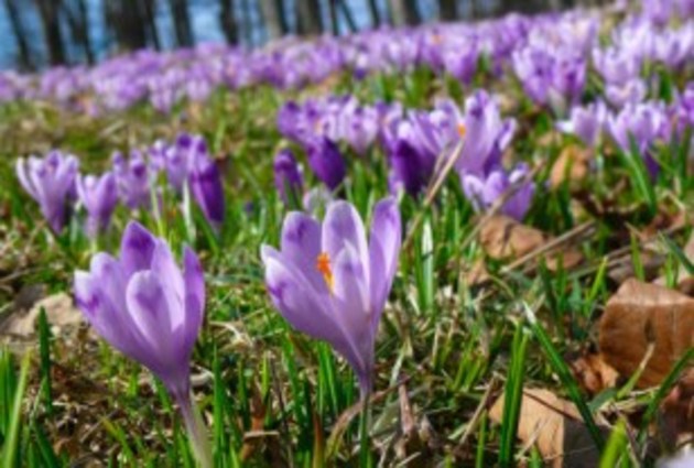Погода на Закарпатті сьогодні, 11 березня 