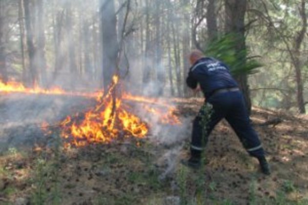 За останній місяць втричі збільшилась кількість пожех у лісах краю (ФОТО)