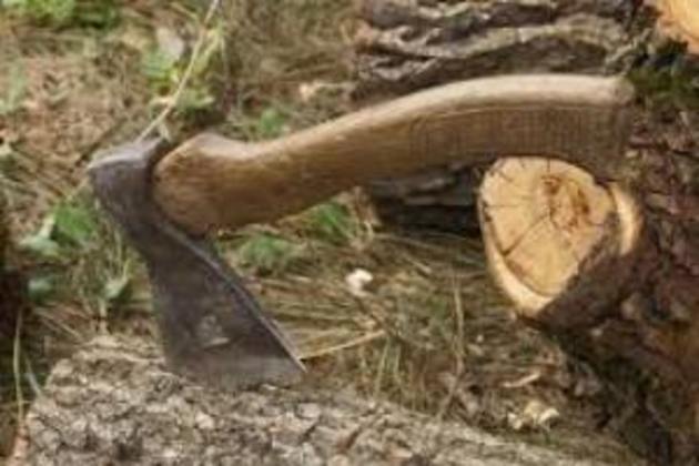 Кілька десятків вирубаних дерев обійшлися дорого 