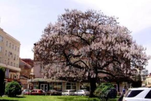 В Ужгороді розквітло диво-дерево (ВІДЕО)