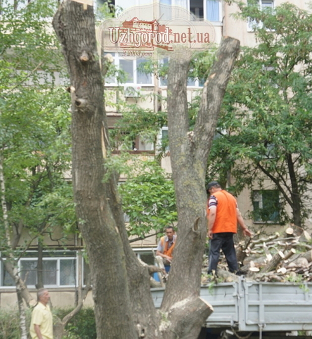 В Ужгороді ліквідували аварійне дерево (ФОТО)