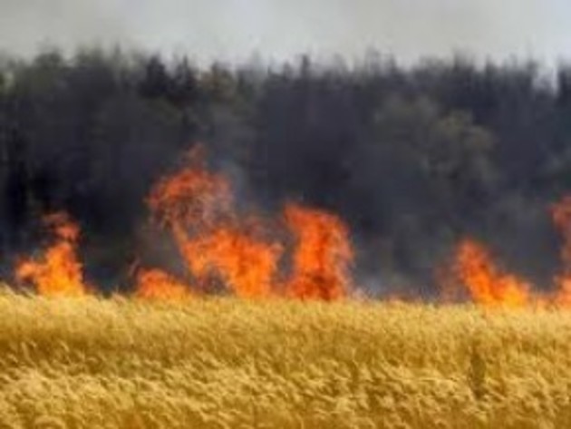 Посіви зернових знищив вогонь у Карпатській низовині