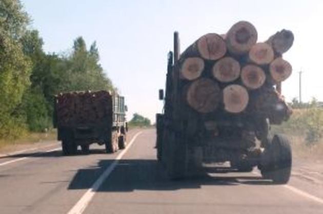 Чи припиняться незаконні вирубки закарпатських лісів після прем’єрського доручення?