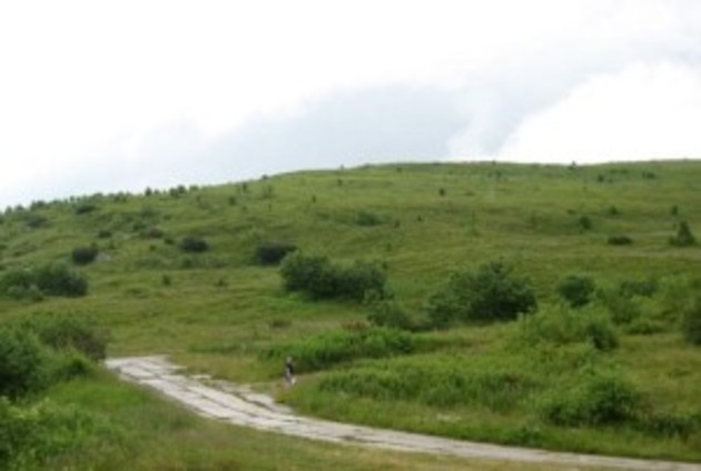 Полонина у Карпатах, яка так і манить до себе (ФОТО)
