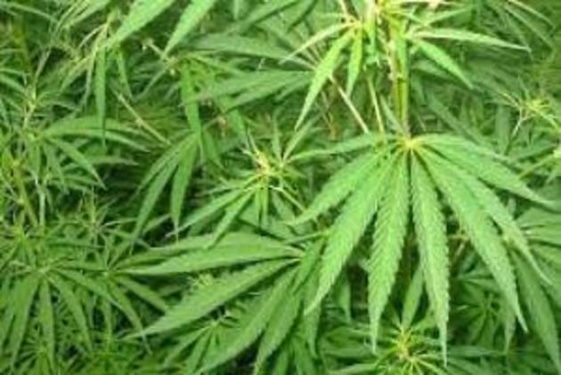 СБУ та міліція «пов’язали» мешканку Хустщини за наркоторгівлю