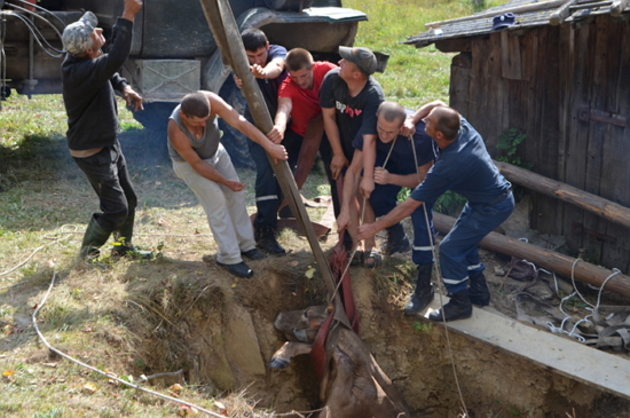 Молочну тварину витягували із колодязя з допомогою пожежних рукавів! (ФОТО)