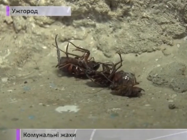 А з комунальників - «як з гуся вода»! (ВІДЕО)