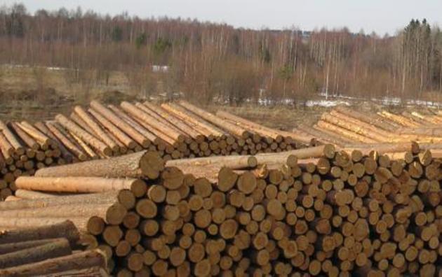На Закарпатті ліс вивозять, аж «гай шумить» (ФОТО)