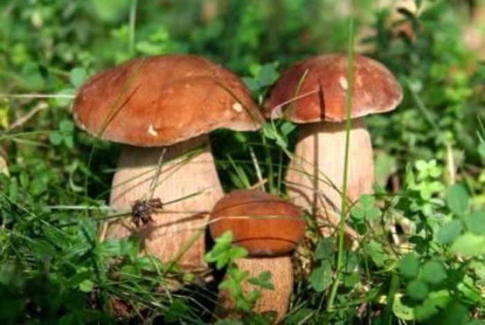 Карпати не тільки обдаровують лісовими дарами, але й отруюють!
