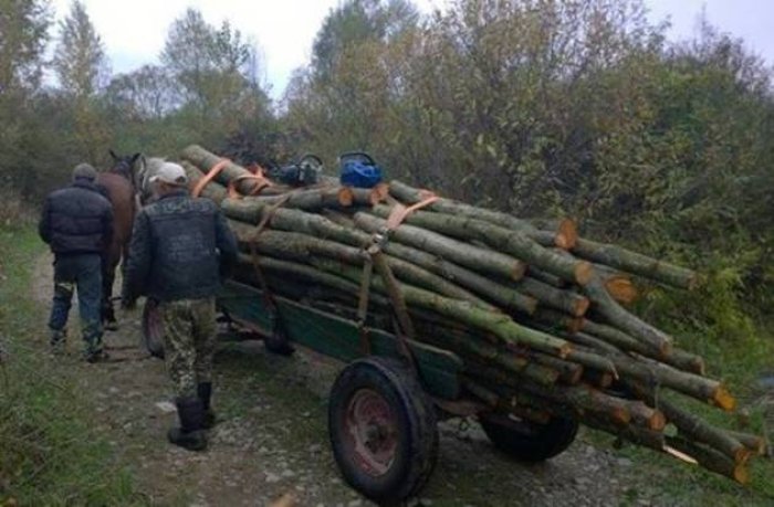 На Тячівщині браконьєри ліс рубали, аж тріски летіли (ФОТО, ВІДЕО)