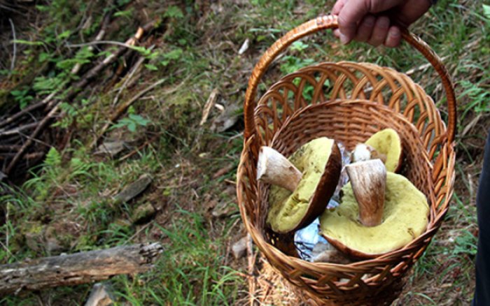 Донька зниклої у грибних лісах жінки підняла на ноги всіх рятувальників!