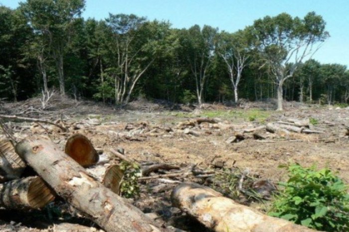 У гонитві за «зеленими» варвари знищують ліси в Українських Карпатах
